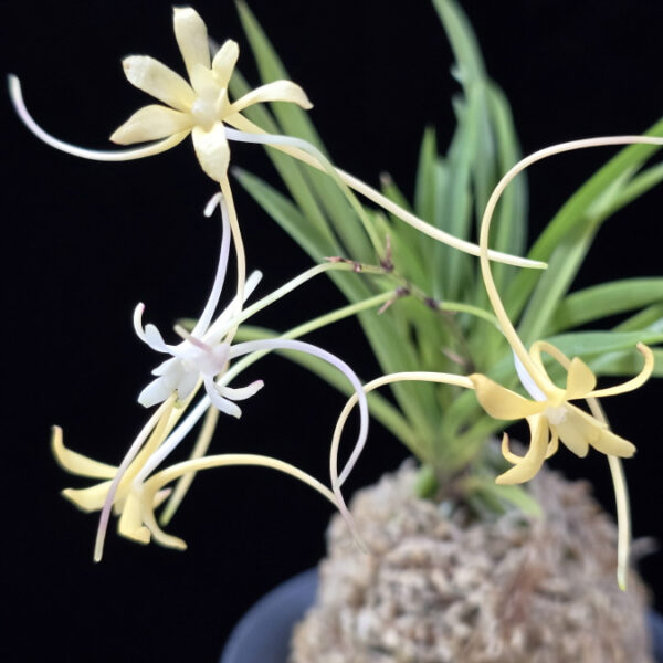 황지연 黃池淵 Hwangjiyeon (3spur)