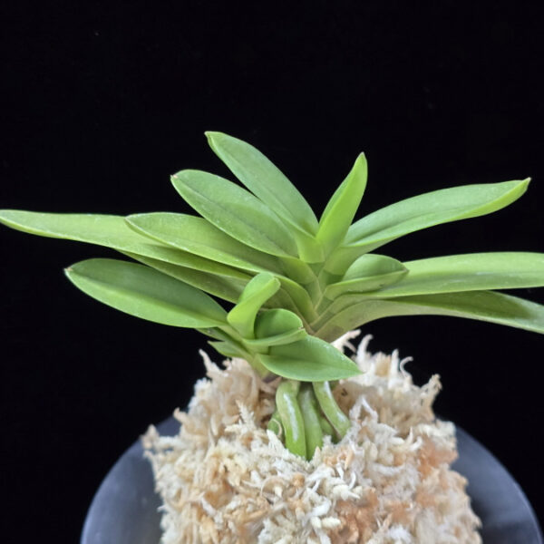 금정 金頂 Geumjeong