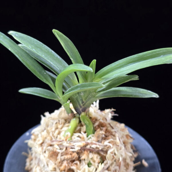 적벽 赤壁 Jeokbyeok