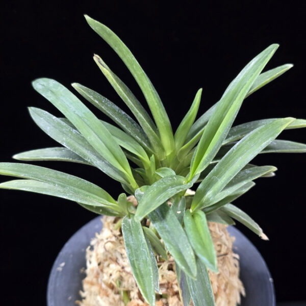 적벽 赤壁 Jeokbyeok