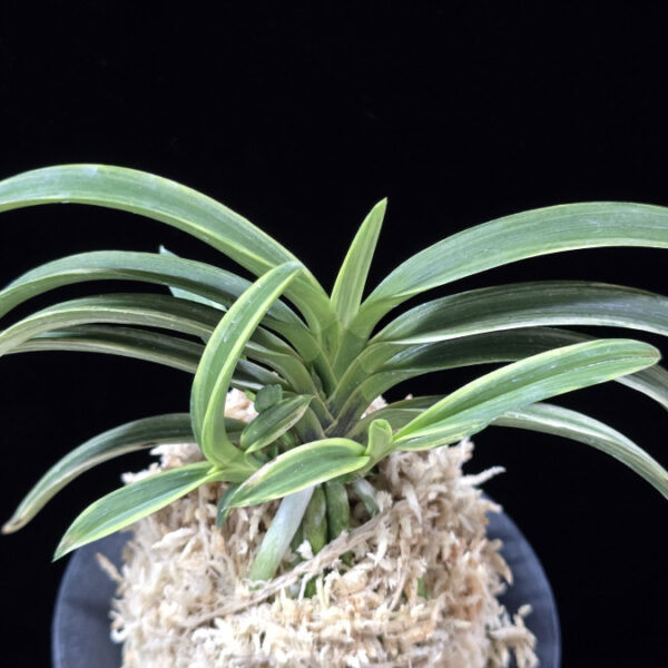 신화 新華 Sinhwa