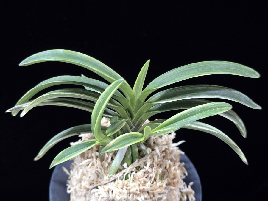 신화 新華 Sinhwa 신화 新華 Sinhwa