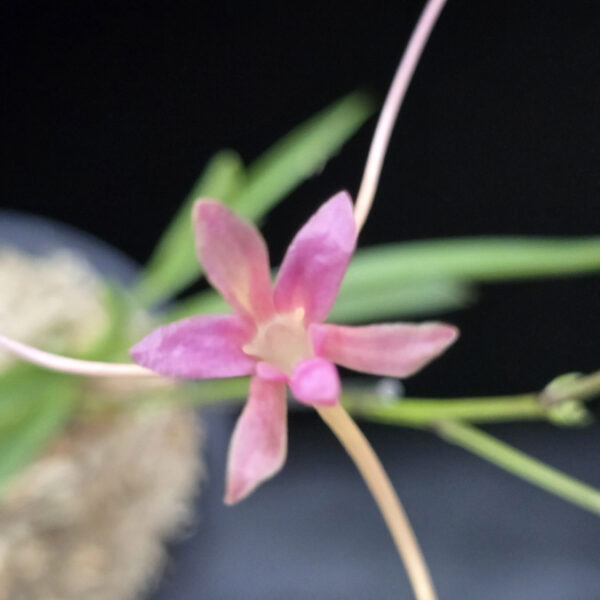 화선 花仙 Hwaseon (3spur)