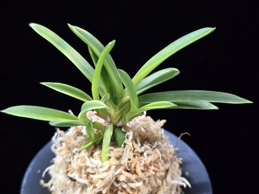 륜호 輪虎 Ryunho 륜호 輪虎 Ryunho