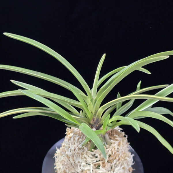 서출도 西出都 Nishidemiyako