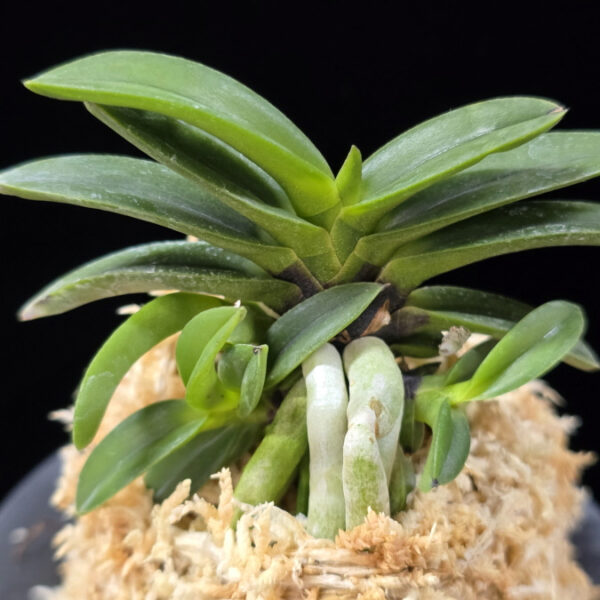 뇌산단엽 雷山短葉 Raizan(short leaves)