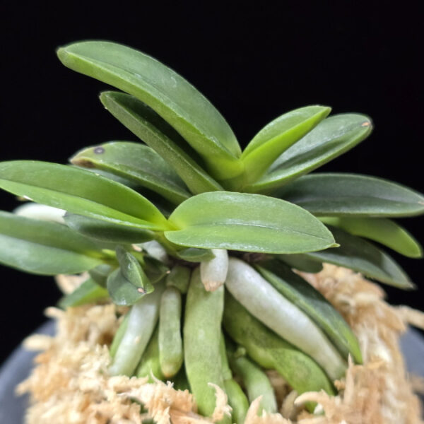 뇌산단엽 雷山短葉 Raizan(short leaves)