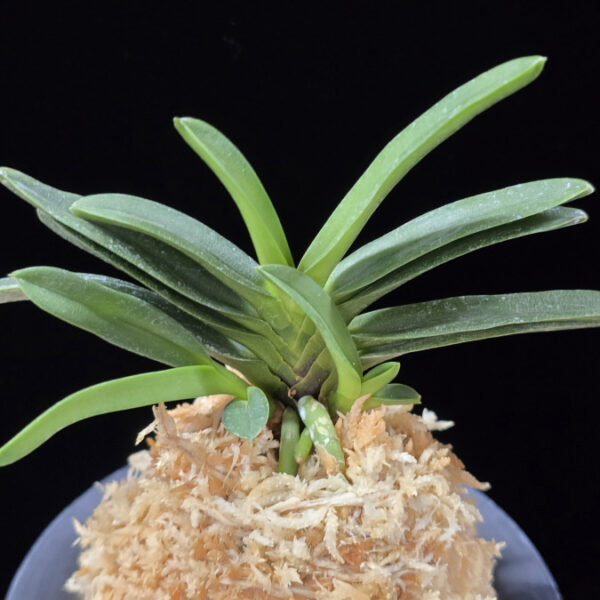 흑요 黑耀 Kokuyou