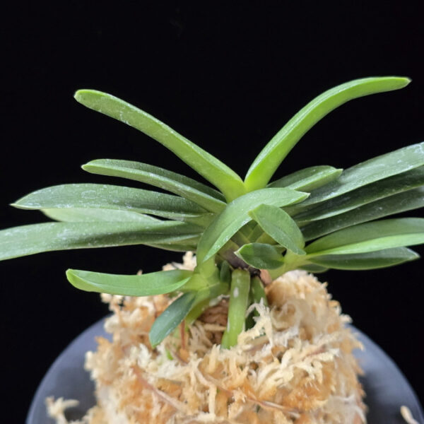 흑요 黑耀 Kokuyou