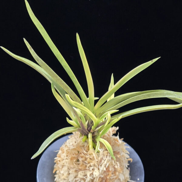 고궁 故宮 Gogung(Kokyu) (Ruby root)