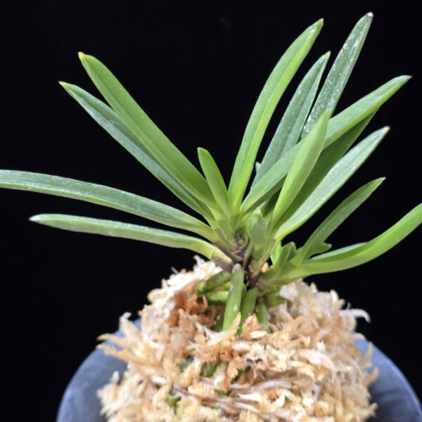 천정 天晶 Tenshou