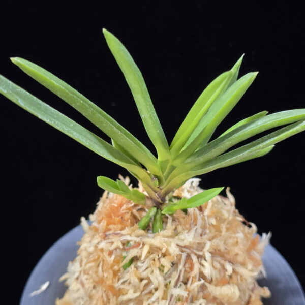 천정 天晶 Tenshou