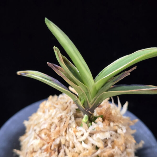 설현 雪玄 Seolhyeon