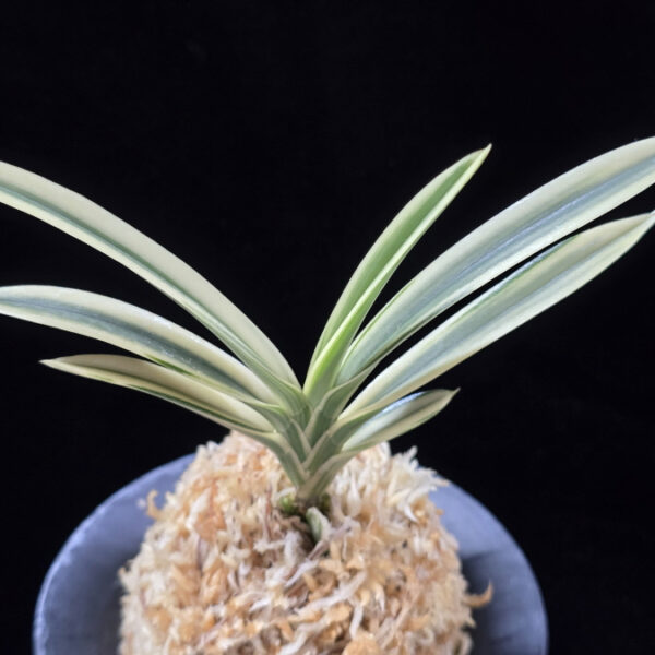 계백 係白 Gyebaek