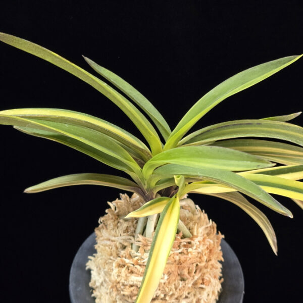 엄미호 奄美縞 Amami Shima