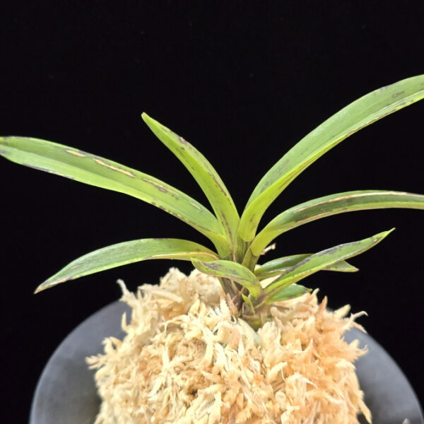 왕검 王儉  Wanggeom