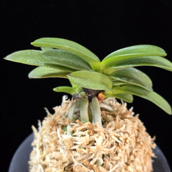 흑룡 黒龍 Kokuryu