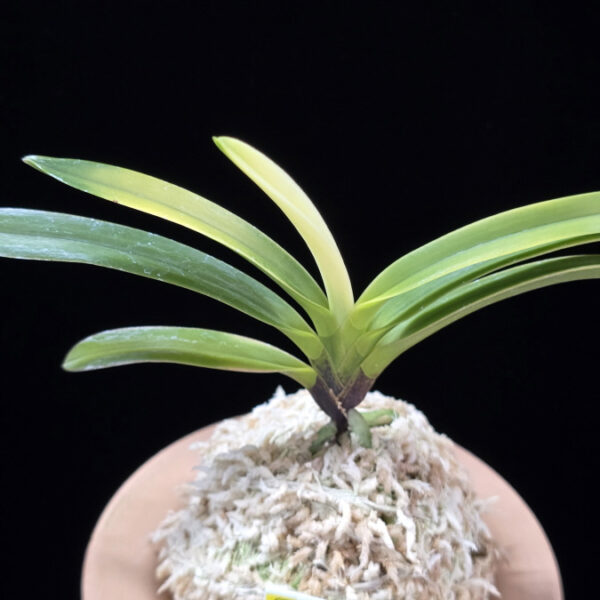 금직 錦織 Nishikiori