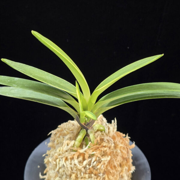 려인 麗人 Ryeoin (Ruby root)