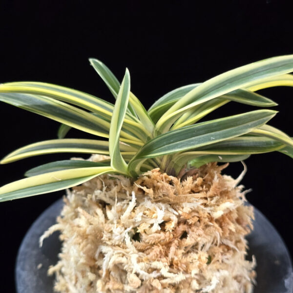 서학 西鶴 Saikaku