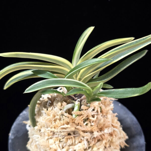 서학 西鶴 Saikaku