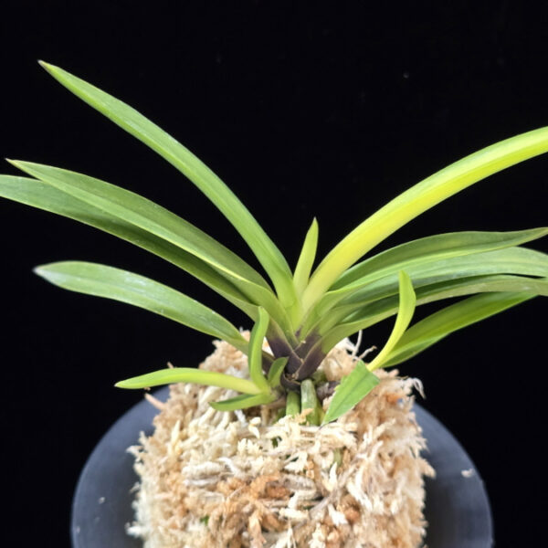 금사모단 金沙牡丹 Geumsamodan