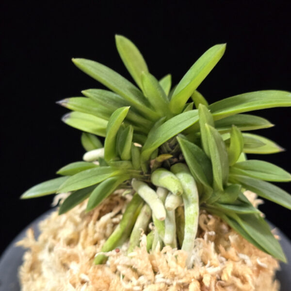 소환 小丸 Komaru