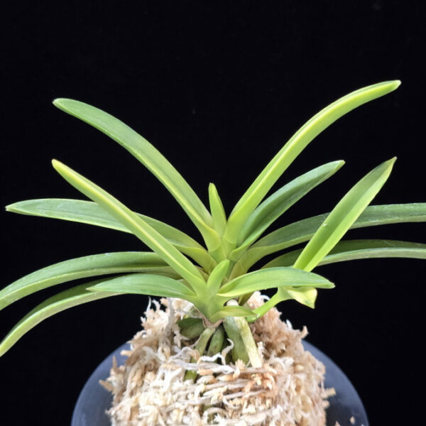 아리 娥璃 Ari (Ruby root)