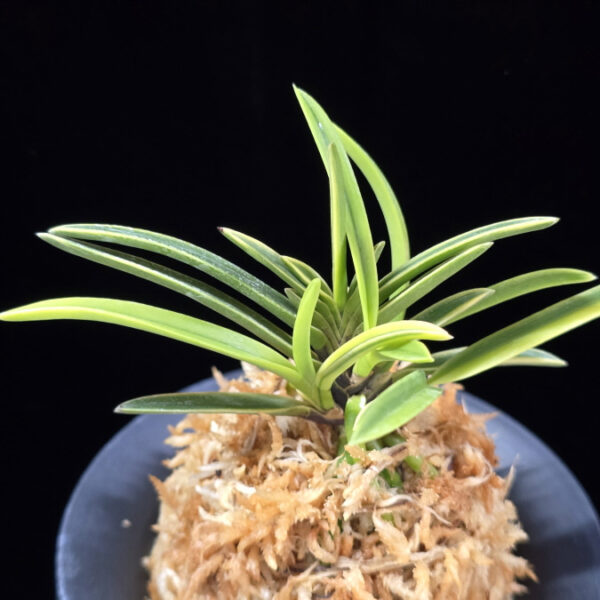 중야복륜 中野覆輪 Nakano fukurin