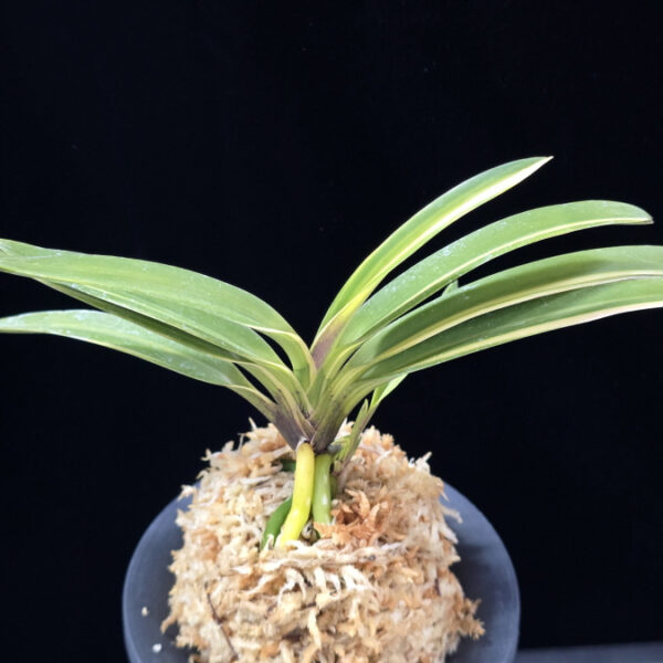 엄미호 奄美縞 Amami Shima