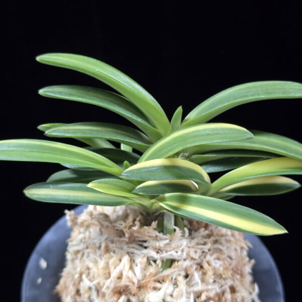 대응환호 大鷹丸縞 Otakamaru shima