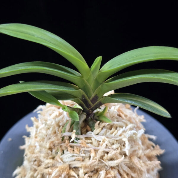 대응환호 大鷹丸縞 Otakamaru shima