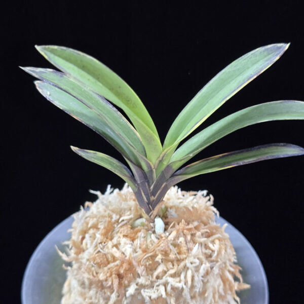 왕조 王朝  Wangjo