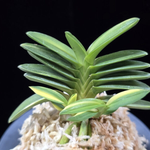 녹채보 緑彩宝 Ryokusaiho