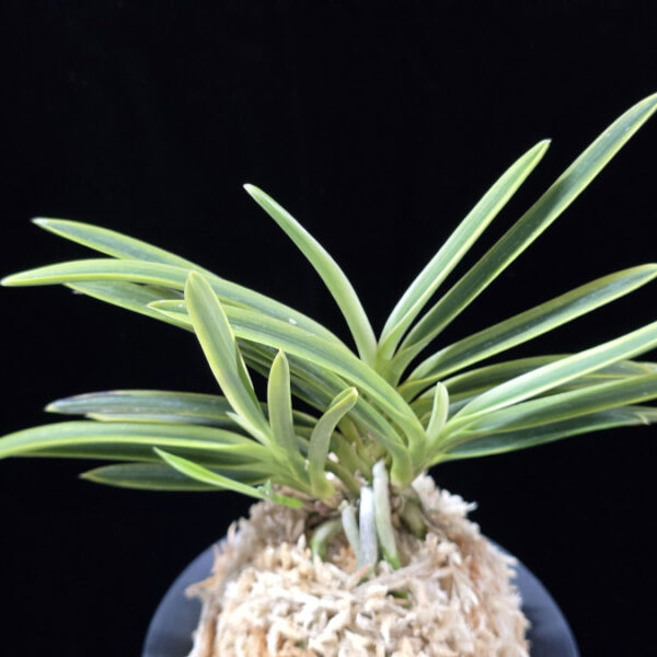 호박전 琥珀殿 Kohakuden