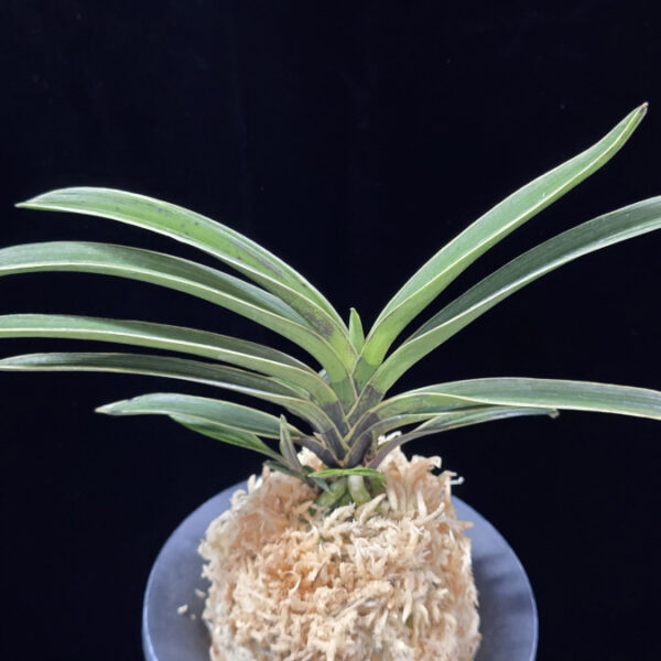 춘추 春秋 Chunchu