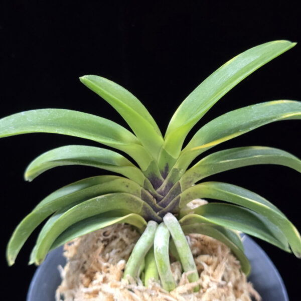 동해복륜 東海復輪 Tokai Fukurin