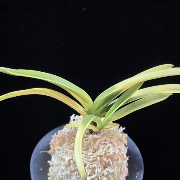 금직 錦織 Nishikiori