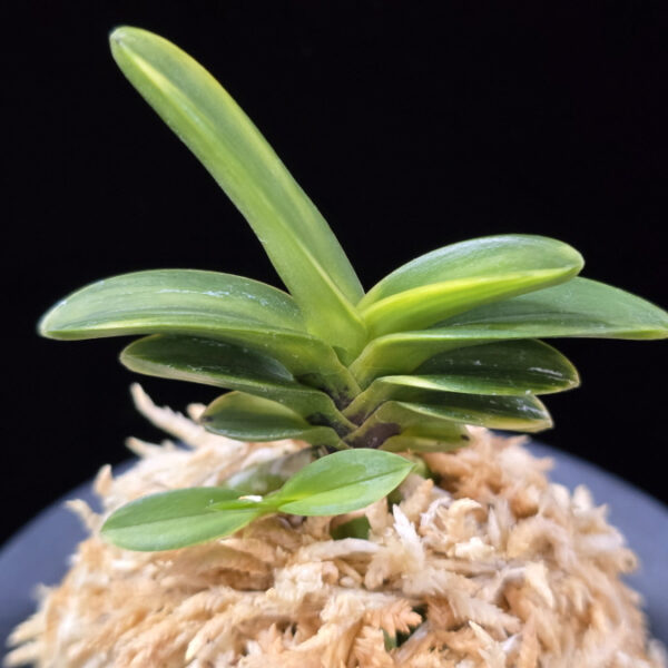 무학금 舞鶴錦 Maizuru Nishiki