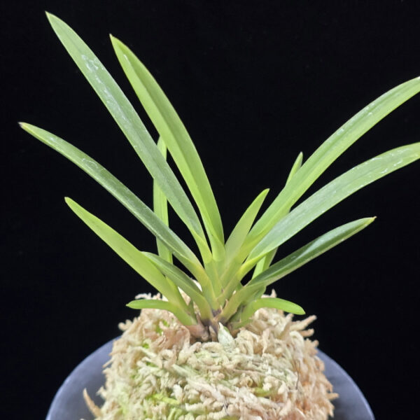 건국 建國 Kenkoku