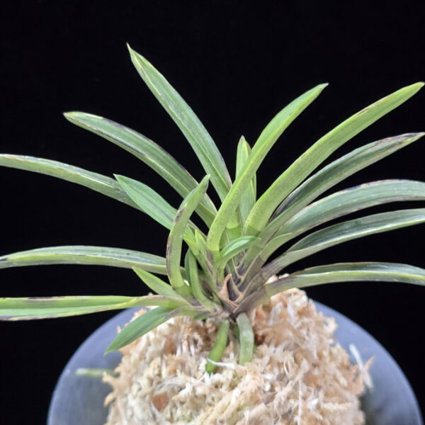 이서  二鼠 I- seo