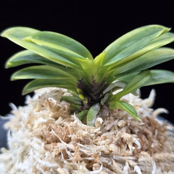 비금 轡錦 Kutsuwa nishiki