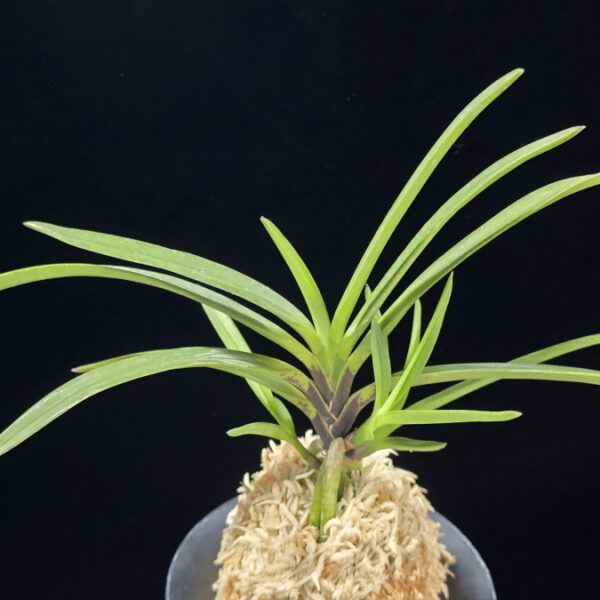 팔방 八房 Yatsufusa