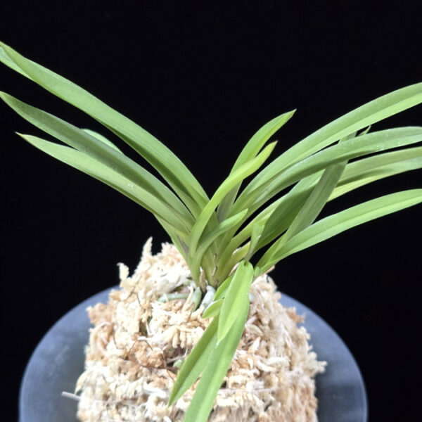 공주 公主 Gongju (3spur)