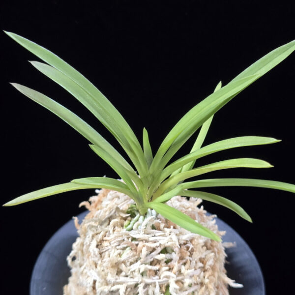 공주 公主 Gongju (3spur)