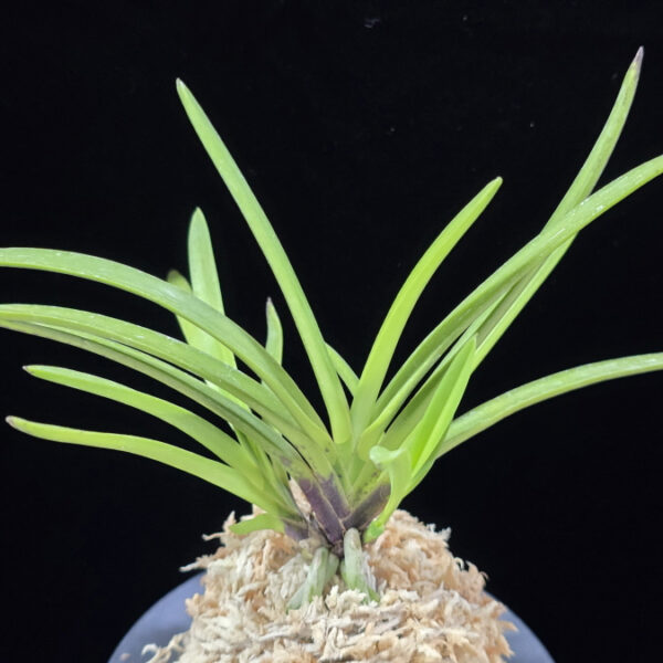 춘급전 春及殿 Shunkyuden