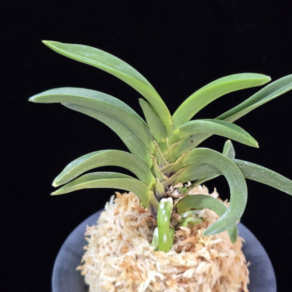 비미호 卑弥呼 Himiko