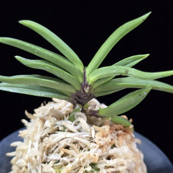 뇌호지검 瀬戸之剣 Seto no Tsurugi