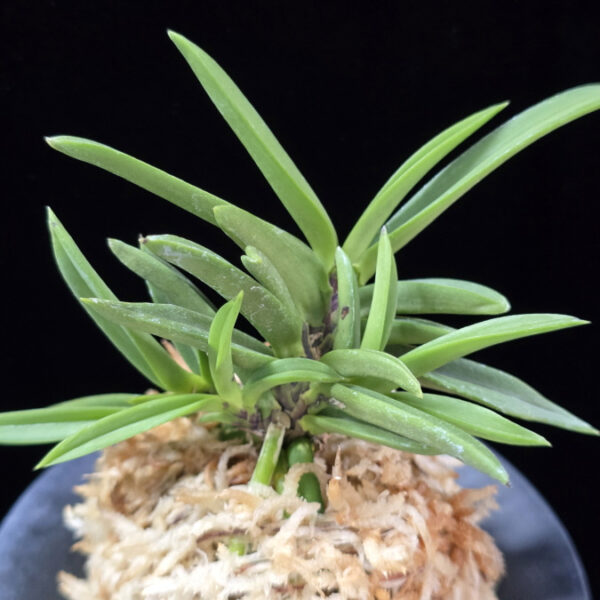 뇌호지검 瀬戸之剣 Seto no Tsurugi