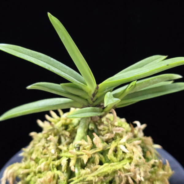 뇌호지검 瀬戸之剣 Seto no Tsurugi